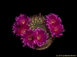 Sulcorebutia santiaginiensis HS118 2213